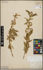 Foto von Salix alba subsp. vitellina (L.) Arcang. x Salix fragilis L.